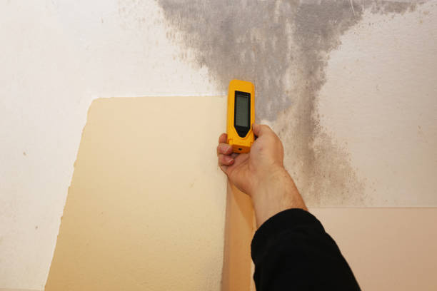 Best Black Mold Removal  in Greenfield, CA
