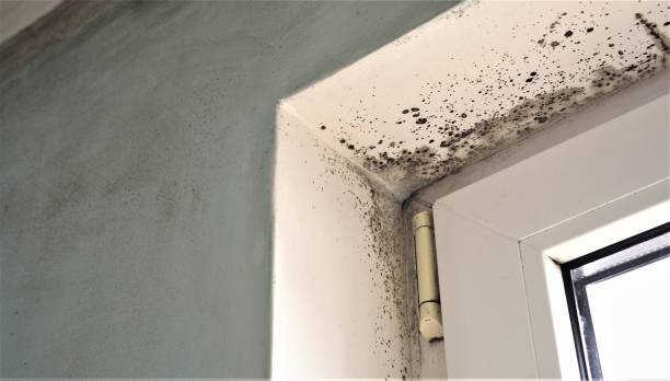 Best Mold Remediation for Rental Properties  in Greenfield, CA
