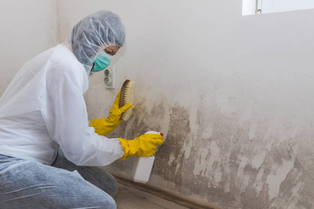 Best Commercial Mold Inspection  in Greenfield, CA